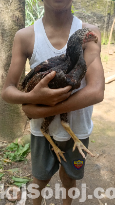 ফাইটার মোরগ